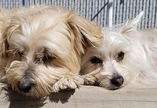 two dogs laying down facing forward