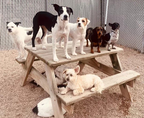 group of dogs on picnic table