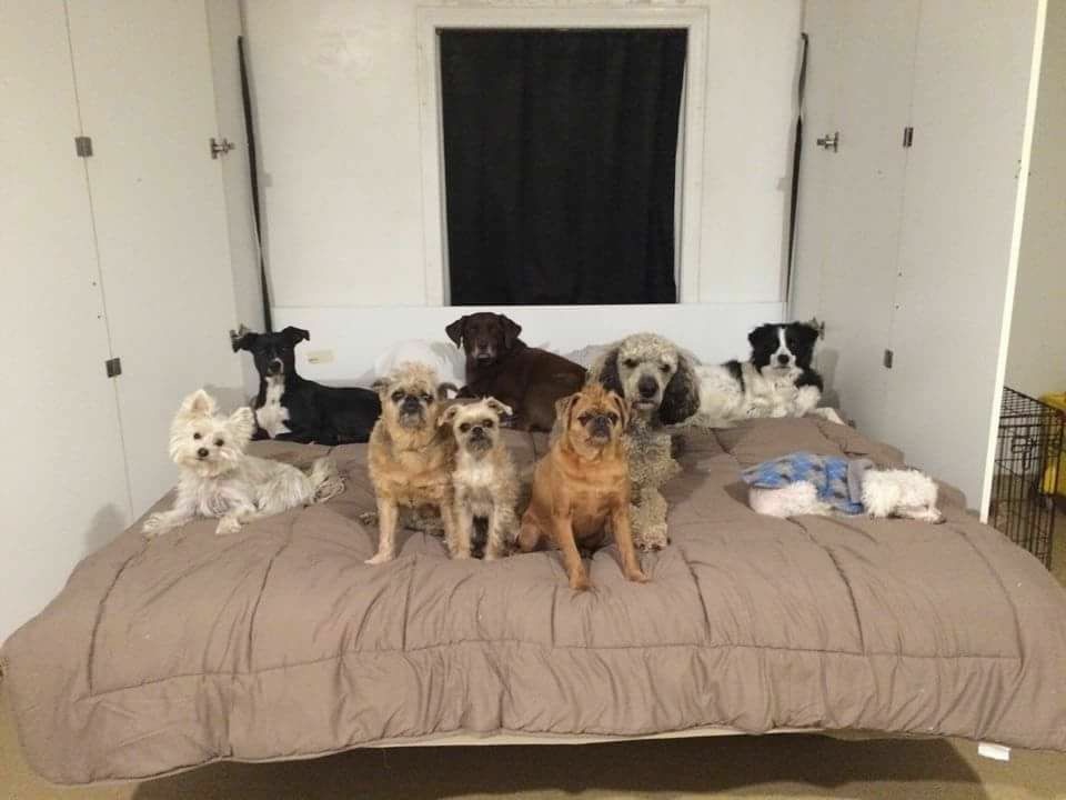 group of dogs relaxing