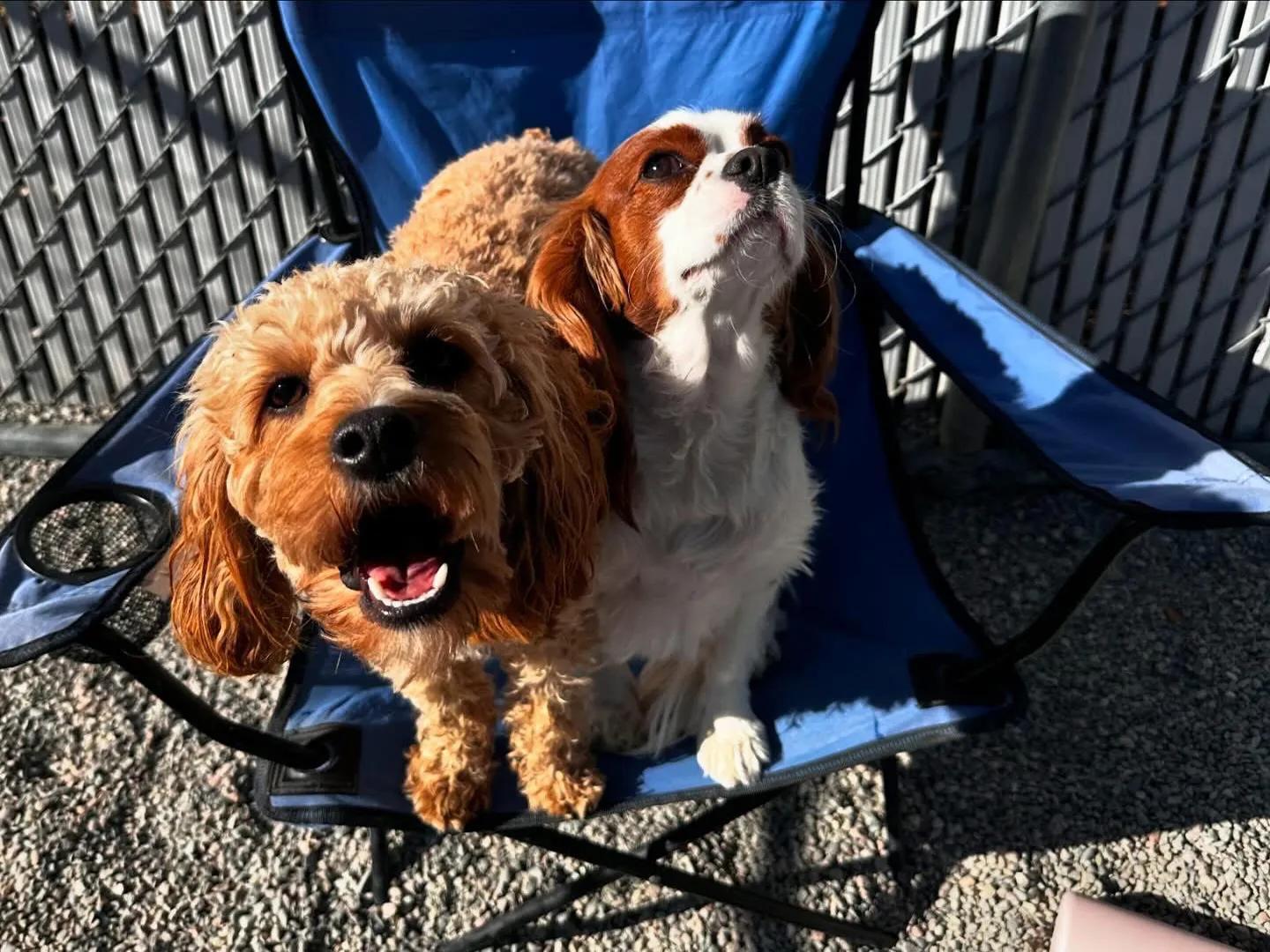 Two dogs sitting on a blue chair