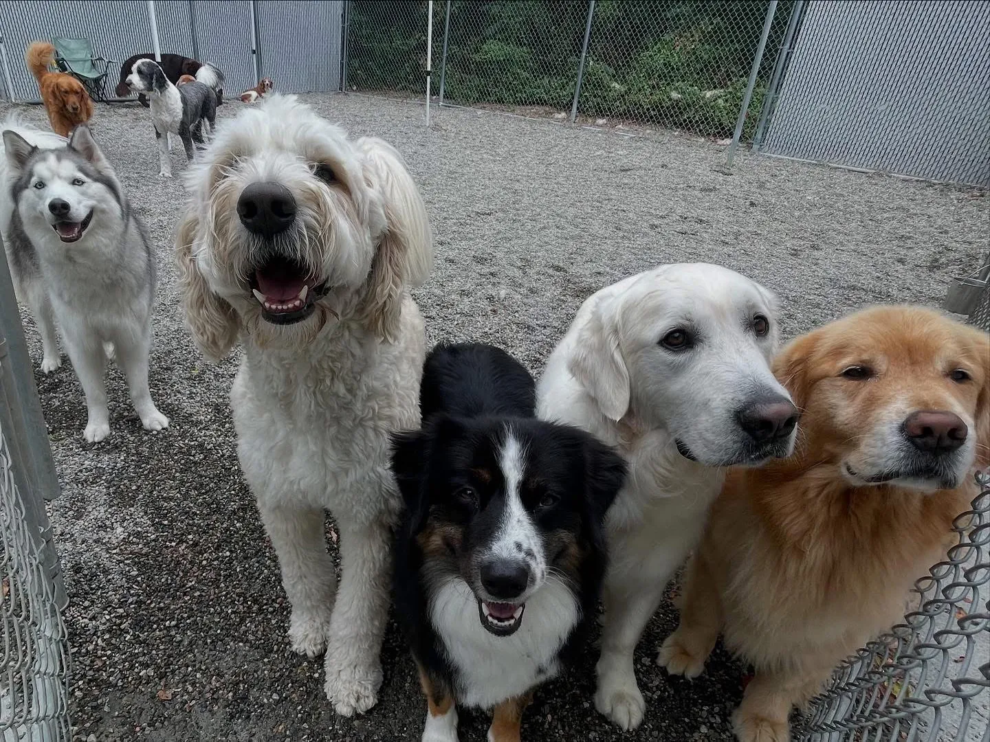 Several dogs facing forward in backyard