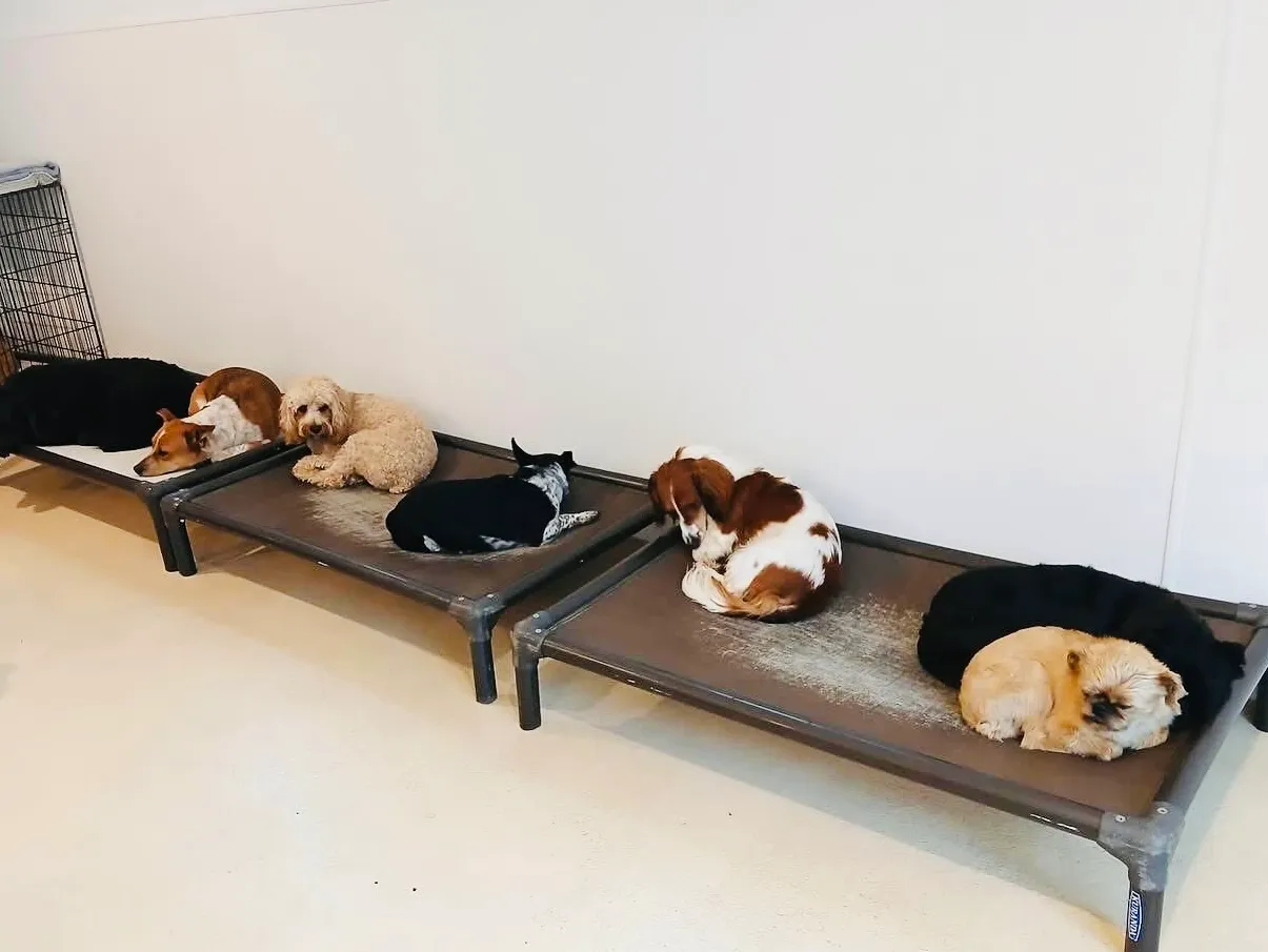 Several dogs laying on beds sleeping
