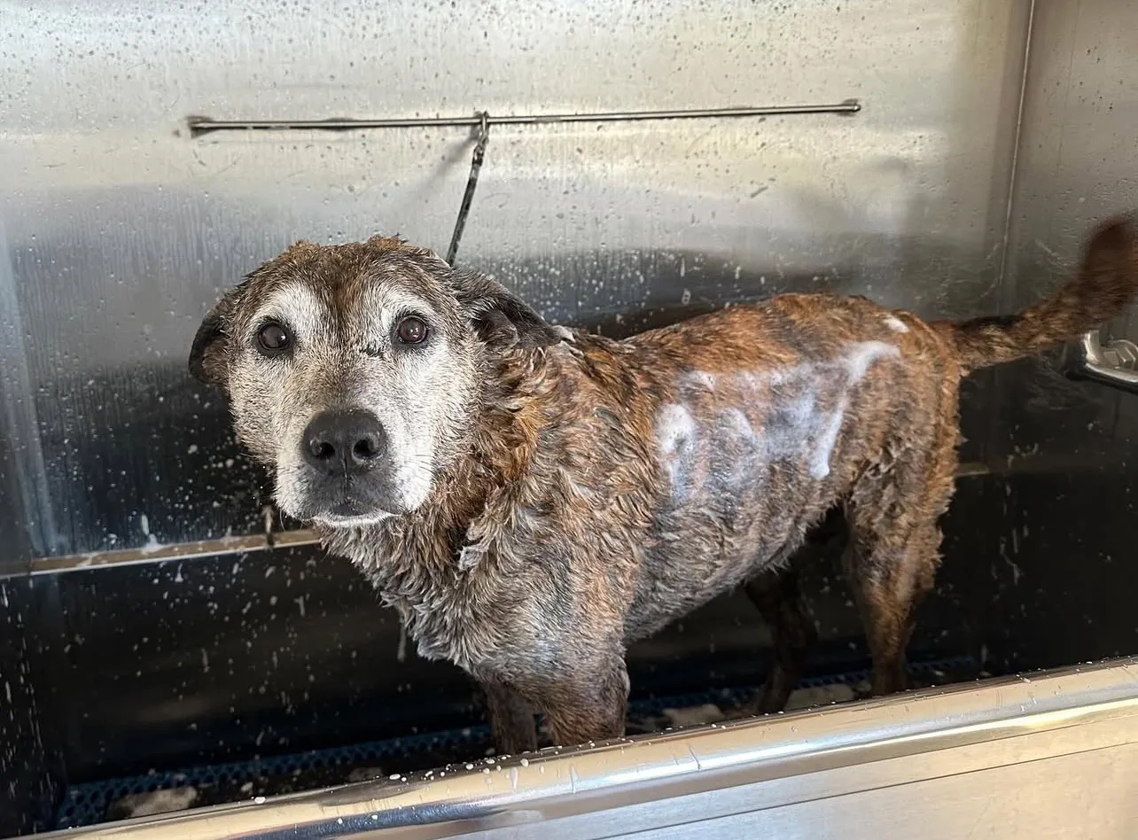 Dog getting a bath