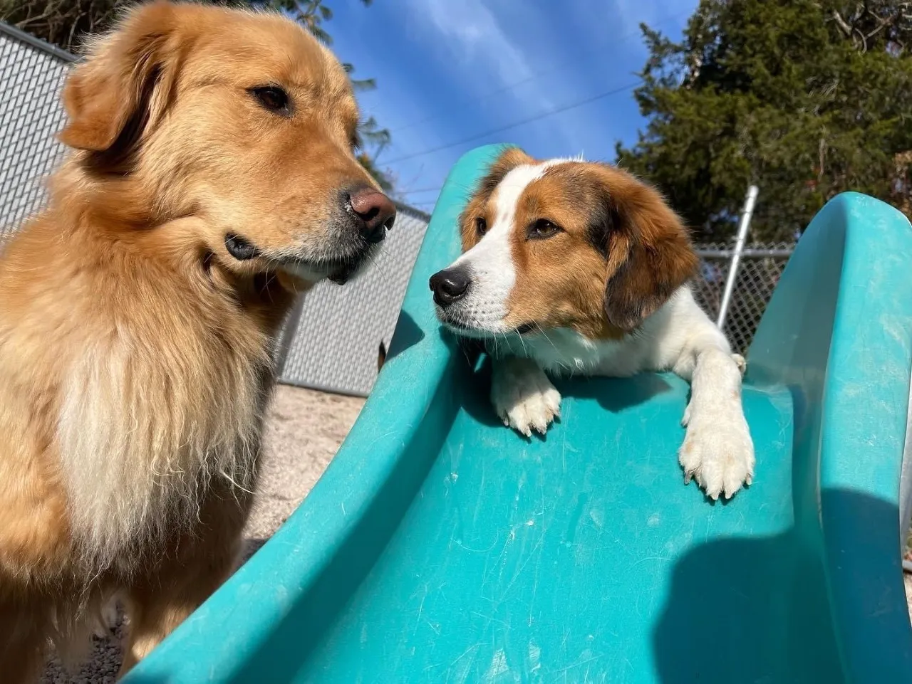 Two dogs playing on a slide